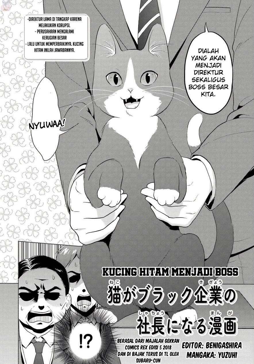 “MThe Black Cat Who Became The Director “MThe Black Cat Who Became The Director